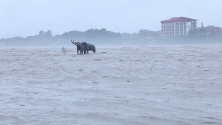 नारायणी नदीले पार गर्‍यो खतराको तह (भिडिओ)