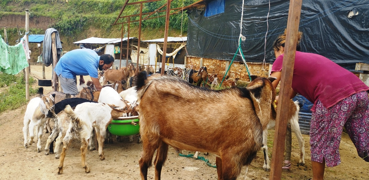 सरकारी जागिर छाडेर बाख्रापालन