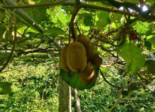 म्याग्दीमा फलेको किबीले बजार पाएन