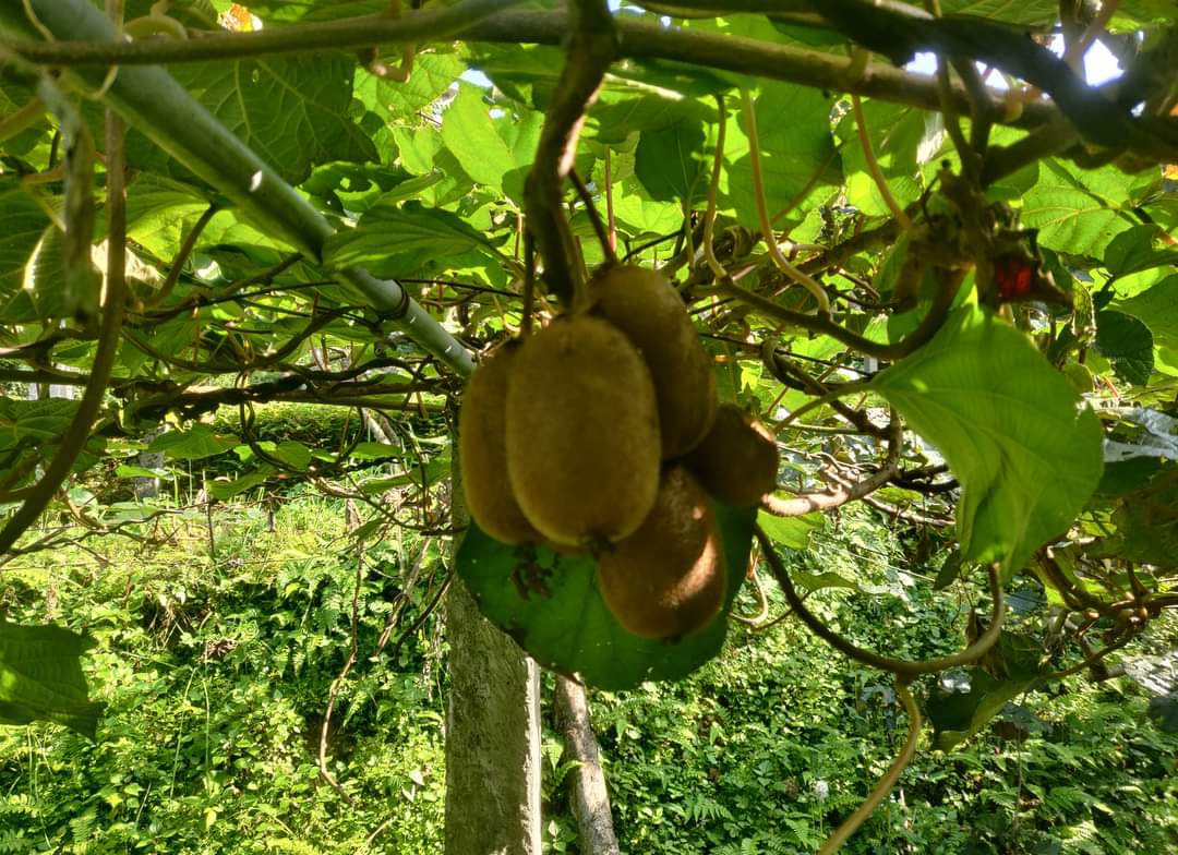 म्याग्दीमा फलेको किबीले बजार पाएन