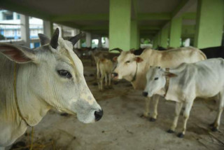 चितवनमा गाईभैँसीमा लम्पीस्किन रोग