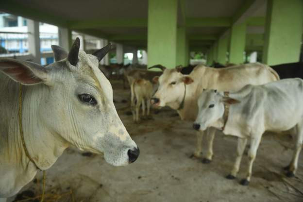 चितवनमा गाईभैँसीमा लम्पीस्किन रोग