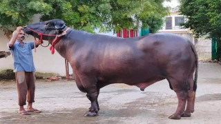 भारतबाट किन ल्याइँदैछ मुर्रा राँगा, किसानलाई के हुन्छ फाइदा