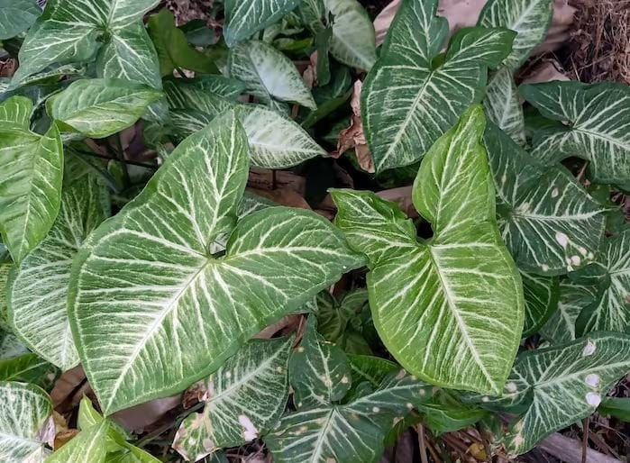 syngonium-plant_USrYdFa5uG.jpg