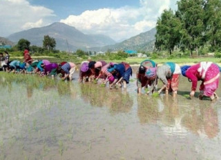 हराउँदै अर्मपर्म लगाउने परम्परा