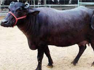 स्कुलभित्र पसेको भैंसी समात्न प्रहरीले बोलायो वनको टोली