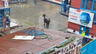 बुद्धनगरमा ‘८ नम्बर’ को भैँसीको आतंक