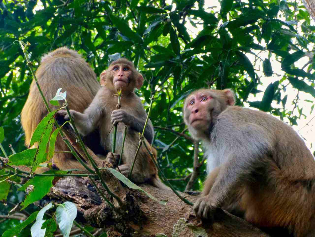 बाँदर बन्ध्याकरणका लागि बजेट छुट्याउन सरकारलाई संसदीय समितिको निर्देशन