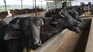 जर्मनीमा भैंसीमा रोगको संक्रमण