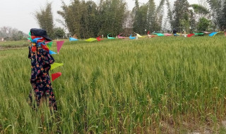 वन्यजन्तुबाट बाली जोगाउन ‘धुआ’ र ‘बिजुली’