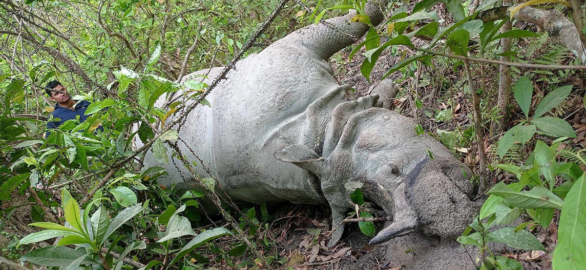 चितवन निकुञ्जमा मृत भेटिए पाटेबाघ र एक सिंगे गैंडा
