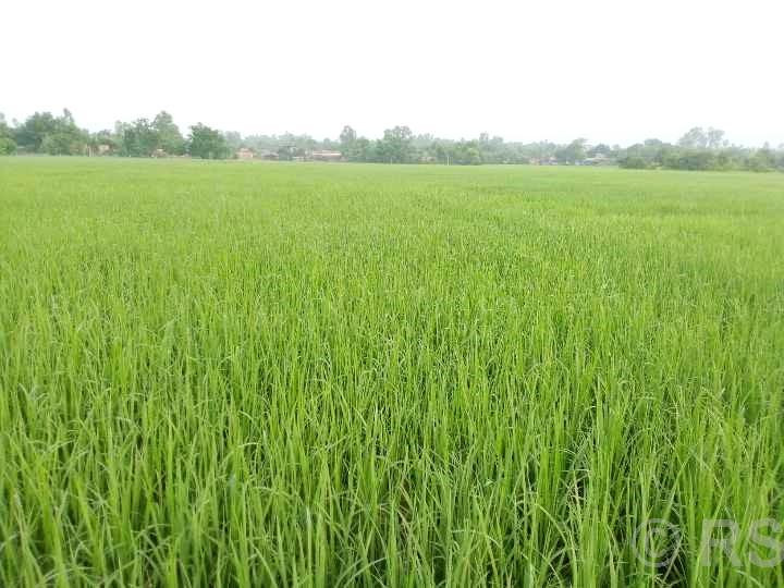 धानबालीमा देखियो ‘सिथ ब्लाइट’