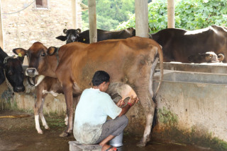 चितवनका खैरहनी र राप्ती नगरपालिकामा दूध ‘जोन’