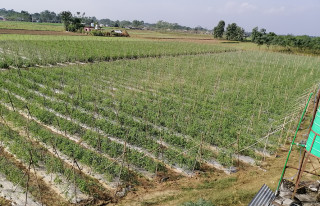 जग्गा भाडामा लिएर कृषि गर्नेलाई ५० प्रतिशत अनुदान दिने निर्णय