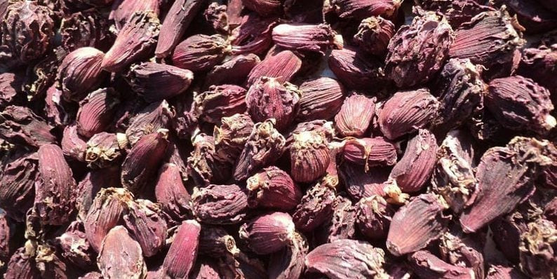 अलैँचीको मूल्य उच्च विन्दुमा, किसान उत्साहित