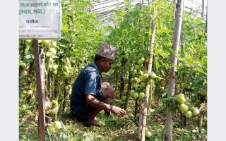 गाउँकै अगुवा किसान, गाउँले एफएम दाइ