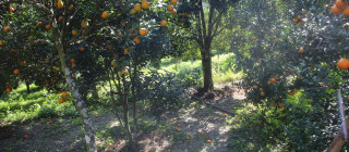 सुन्तलामा किरा लागेपछि किसान चिन्तित