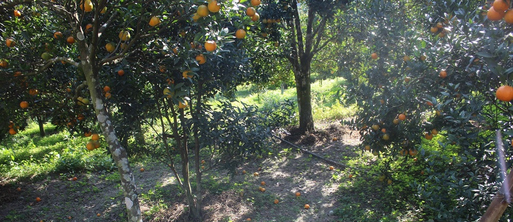 सुन्तलामा किरा लागेपछि किसान चिन्तित