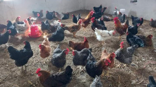 पढ्दै कमाउँदै : कुखुरा पालनमा रमाउँदै विद्यार्थी