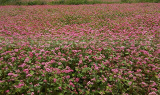 फापरखेतीमा छैन किसानको मोह