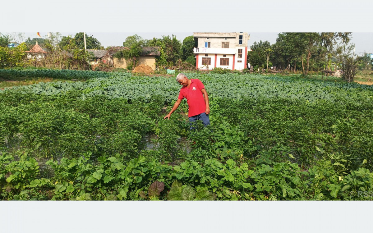 आम्दानीको स्रोत तरकारीखेती