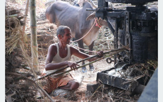 ‘सख्खर जस्तै गुलियो व्यापार’