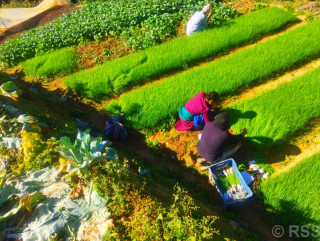 सागसब्जीका बेर्ना बेचेर वार्षिक २६ लाख आम्दानी
