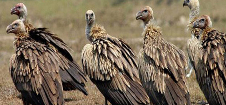 कैलाली र कञ्चनपुरमा गिद्धको गुँड अनुगमन