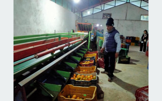 छपन्न लाखको मेसिनबाट स्याङ्जामा सुन्तला ग्रेडिङ