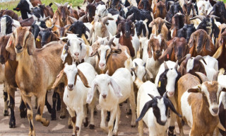 एक करोड बढीको लगानीमा बाख्रापालन