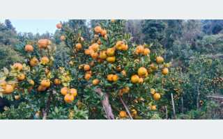 रामेछापको सुन्तलाले बजार पाएन