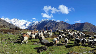 चिसो बढ्दै गएपछि बेँसी झर्न थाले भेडाबाख्रा