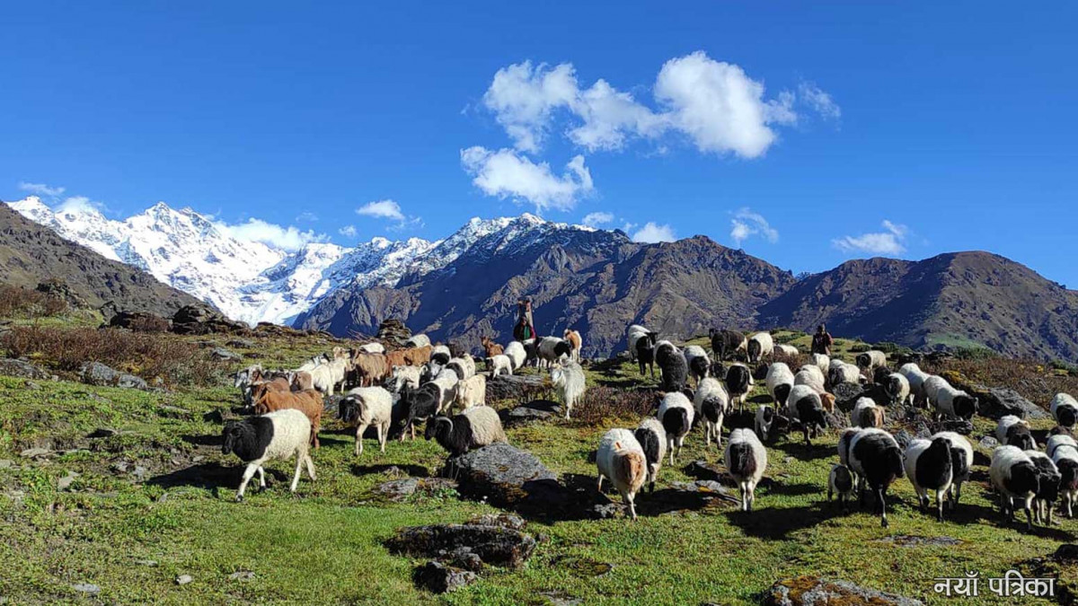 चिसो बढ्दै गएपछि बेँसी झर्न थाले भेडाबाख्रा