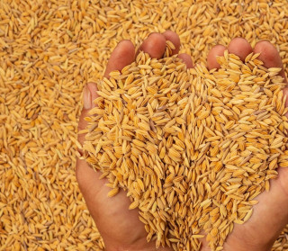 बाँकेमा ३२ हजार क्विन्टल धान खरिद