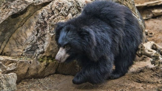 भालुले बाख्रा मार्न थालेपछि किसान चिन्तित