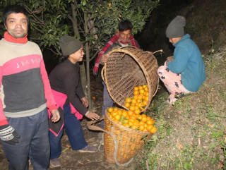म्याग्दीमा सुन्तला बिक्री गर्न बजार खोज्नुपर्ने झन्झट हट्यो