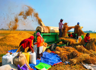 कर्णालीमा धान उत्पादन बढ्यो