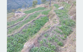 म्याग्दीमा आलु प्रवर्द्धन कार्यक्रम : आठ सय रोपनीमा खेती विस्तार