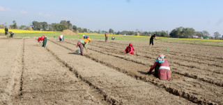 प्याज खेतीको तयारी