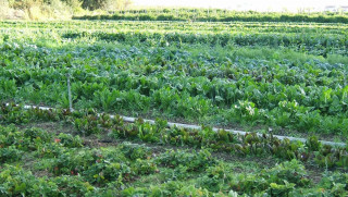 बेमौसमी तरकारी बाली उत्पादन परीक्षणमा जुट्यो सुन्दरबजार