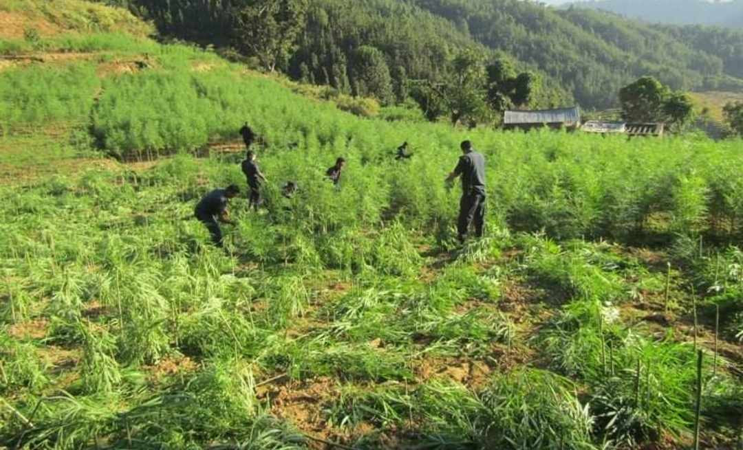 छ महिनामा पाँच हजार ८१५ रोपनीमा लगाइएको गाँजा नष्ट