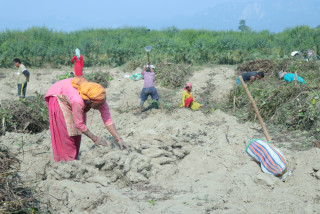 सर्लाहीका किसानलाई तरुल खन्न भ्याइनभ्याइ