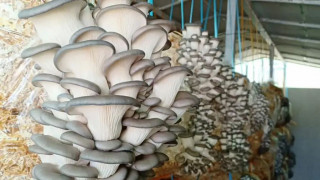 गोरखाका सामुदायिक विद्यालयमा च्याउ खेती