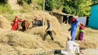 पोखरामा आजदेखि दाइँ महोत्सव