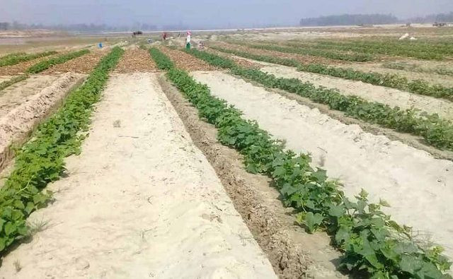 सनी खोलाको बगर किसानको मेहनतले हराभरा