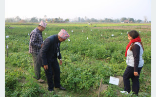 चितवनमा व्यावसायिक आलु उत्पादन गर्न आलुका जातको अनुसन्धान गरिँदै