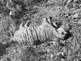 बाँकेमा पाटेबाघ मृत भेटियो