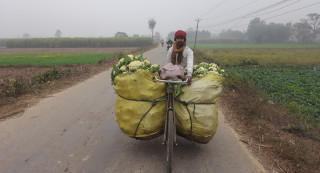 काउली बिक्रीका लागि वीरगञ्ज ल्याउँदै