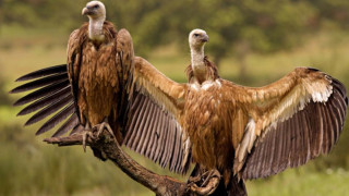 उदयपुरको बेलका नगर क्षेत्रमा देखिन थाले गिद्ध