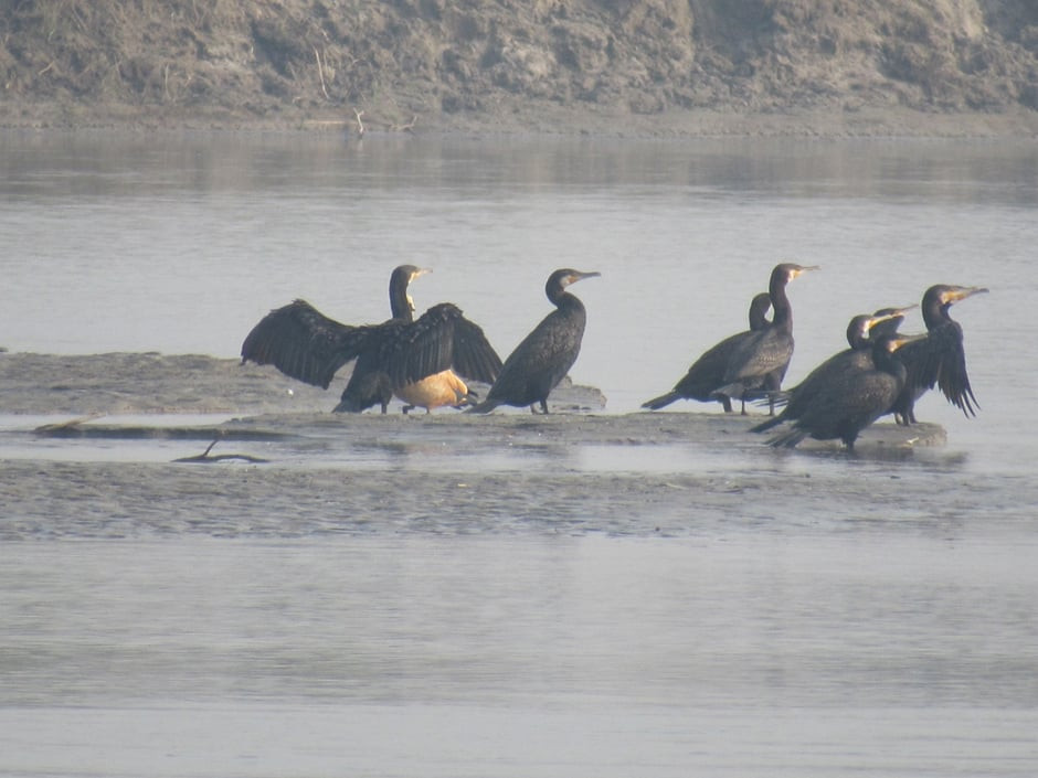 ताल तथा सिमसार क्षेत्रमा पाइने चराको अस्तित्व खतरामा